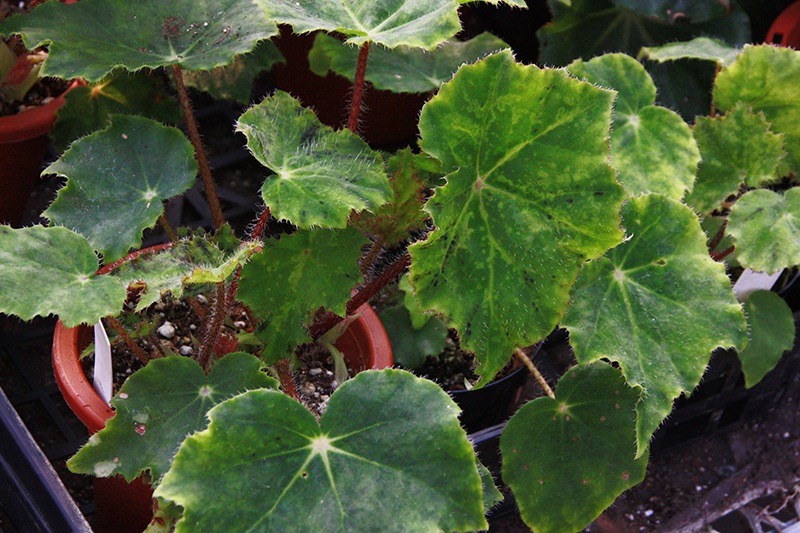 B. ‘Natsumero’